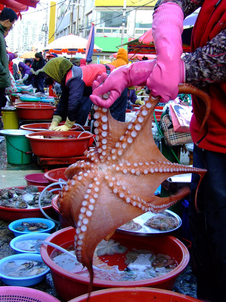 chobotnice - Fotografie, Obrázek