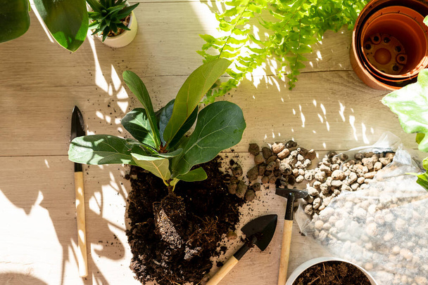 Green seedlings in pots, potting plants at home. Indoor garden, house plants. Ficus, fern, philodendron. Gardening tools on the table. Hobby, still life with plants  - Fotoğraf, Görsel