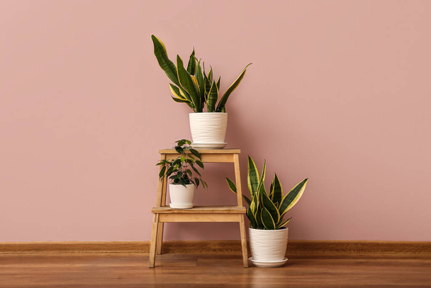 Stepladder with potted houseplants near pink wall - Foto, immagini