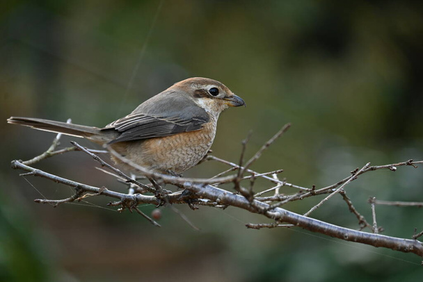 A female shrike. The difference between males and females is the male Eye-stripe are black, but that of the female is brown, and the pattern on the abdomen of the female is clear. - Photo, Image
