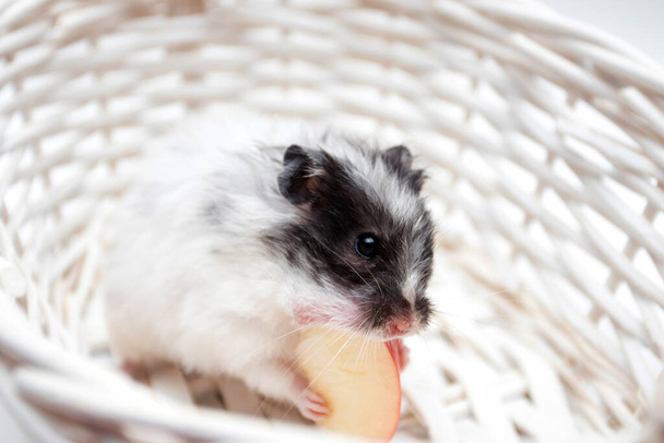 A white hamster eating an apple - Fotoğraf, Görsel