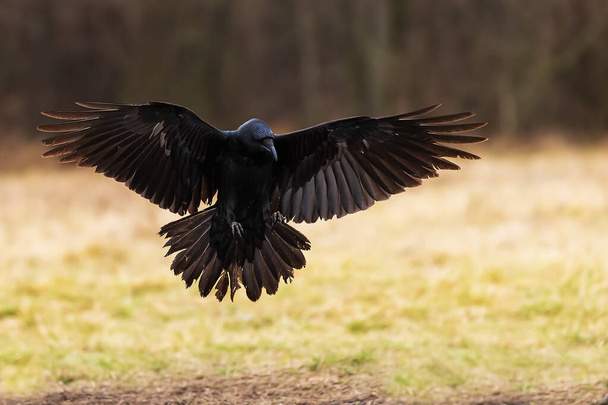чоловічий загальний ворон (Корвус Коракс) з витягнутими крилами
 - Фото, зображення