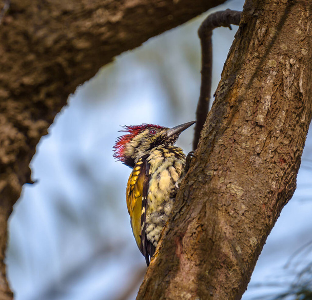 The black-rumped flameback, also known as the lesser golden-backed woodpecker or lesser goldenback, found widely distributed in the Indian subcontinent.  - Photo, Image