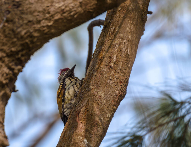 View of A Black-Rumped Flameback, also known as the Lesser Golden-Backed Woodpecker or Lesser Goldenback, - Photo, Image