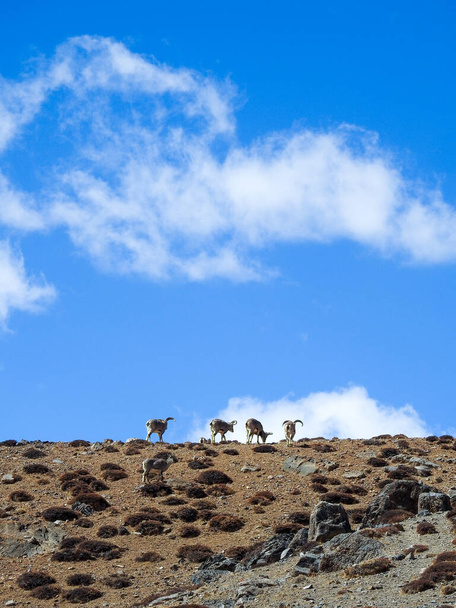 Spiti, Himachal Pradesh, India - April 1st, 2021 : The Bharal (Pseudois nayaur), also called the Helan Shan Blue Sheep, Chinese Blue Sheep, Himalayan Blue Sheep or Naur. - Foto, afbeelding
