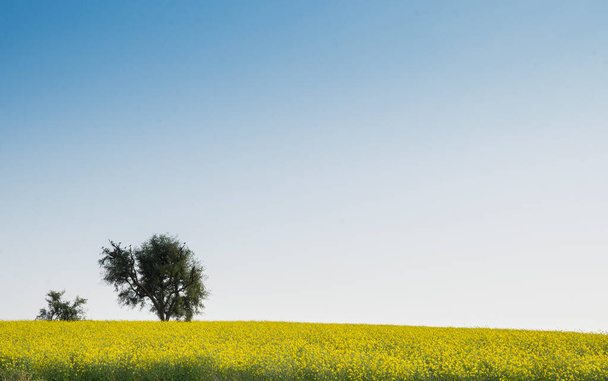 Yellow canola fields with isolated tree and blue sky - wallpaper background. - Zdjęcie, obraz