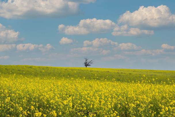 Yellow fields of canola flowers with isolated tree wallpaper. - Foto, imagen