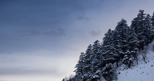 Pine trees covered in snow with dark sky on banner wallpaper. - Foto, imagen