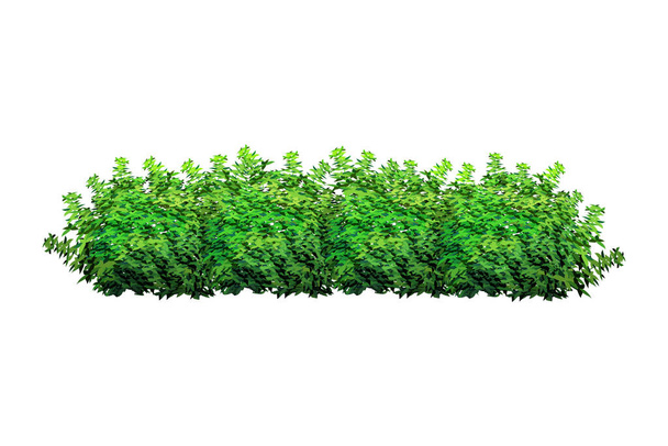 Для украшения парка, сада или зеленого забора - декоративное зеленое растение в виде каштана.. - Вектор,изображение