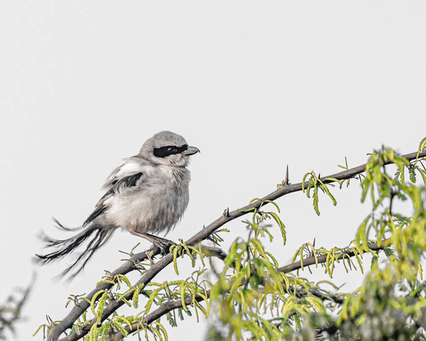 A Grey Shrike on a windy day - Foto, Imagem