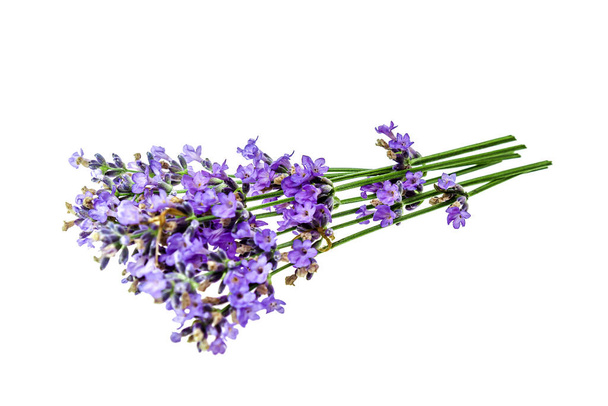 lavender flowers isolated on white background. bouquet of lavender flowers. - Photo, Image