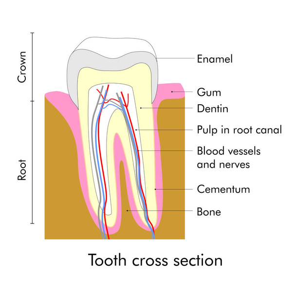Tooth cross section illustration showing teeth anatomy - Vector, Imagen