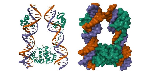 DNA-binding domain of human SETMAR in complex with Hsmar1 terminal inverted repeat (TIR) DNA. 3D cartoon and Gaussian surface models, PDB 7s03, white background - Foto, Imagen