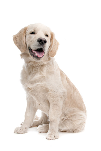 Golden retriever dog - 写真・画像