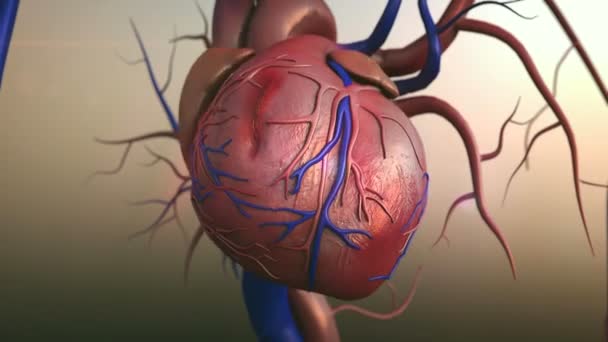 Μοντέλο ανθρώπινης καρδιάς - Πλάνα, βίντεο