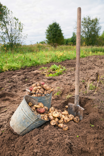 První sklizeň ekologicky pěstovaných nových brambor - Fotografie, Obrázek