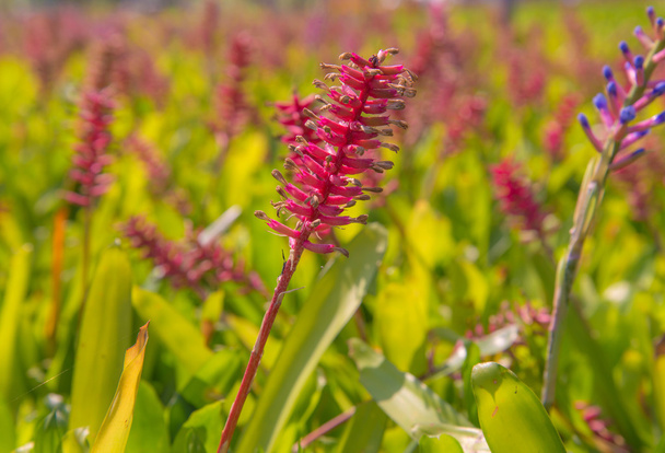 Bromeliad flower in farm - Photo, Image