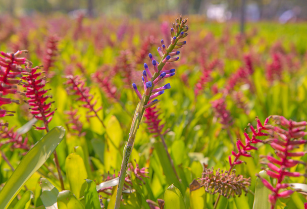 Gruptaki bromeliad çiçek - Fotoğraf, Görsel