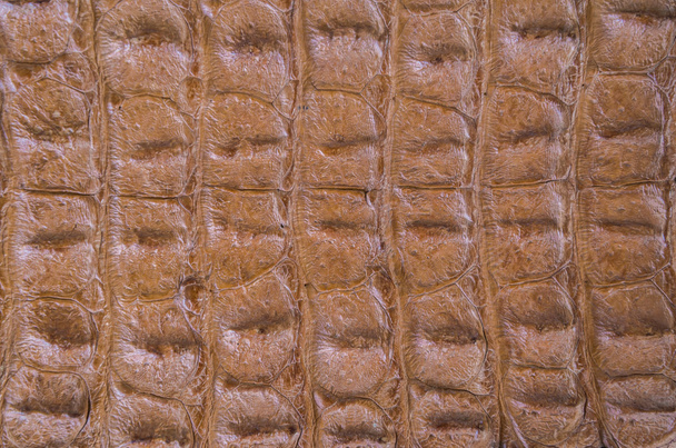 texture pelle di coccodrillo per lo sfondo
 - Foto, immagini