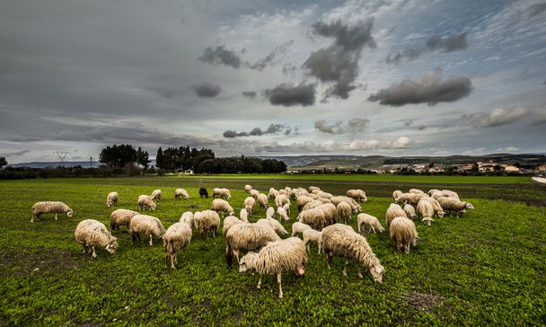 Sheep from sardinia - Foto, Imagem