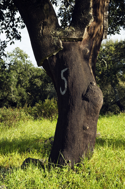 Корк-дерево ліс ( Quercus Subor
) - Фото, зображення