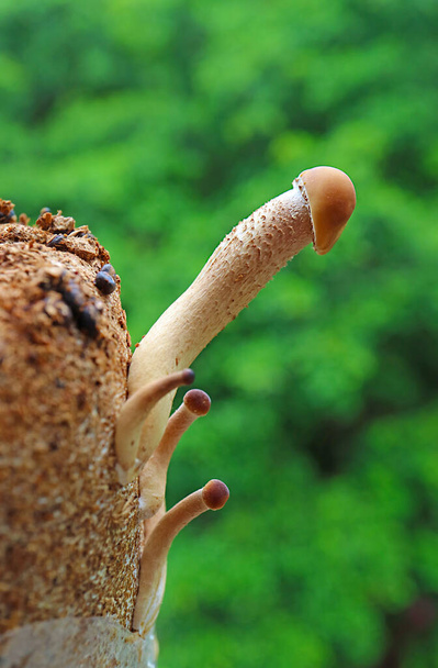 Крупный план выращивания топларовых грибов или бархатных пиоппини (Янаги Мацутакэ) у блока Мицелий - Фото, изображение