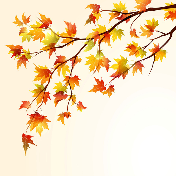 Autumn maple branch - Vector, Image