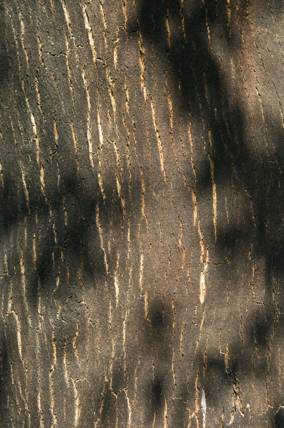 Кора пробкового дерева деталей (Quercus Subboor
) - Фото, зображення