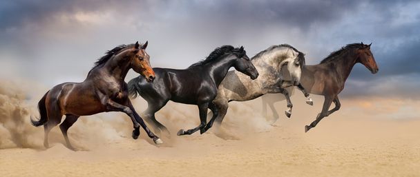 Grupo de carreras de caballos galope
 - Foto, imagen