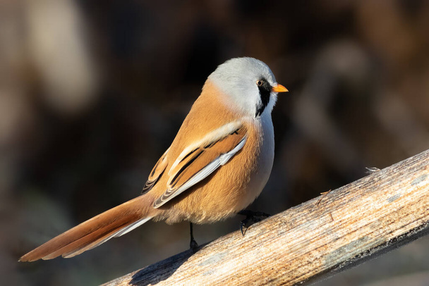 Bearded reedling, Panurus biarmicus. A bird sits on a reed stalk on a river bank - Photo, Image