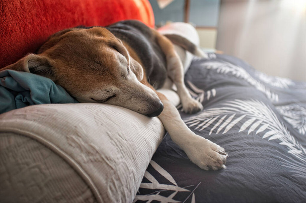 Старый пёс Бигл спит на кровати, с головой на подушке - Фото, изображение