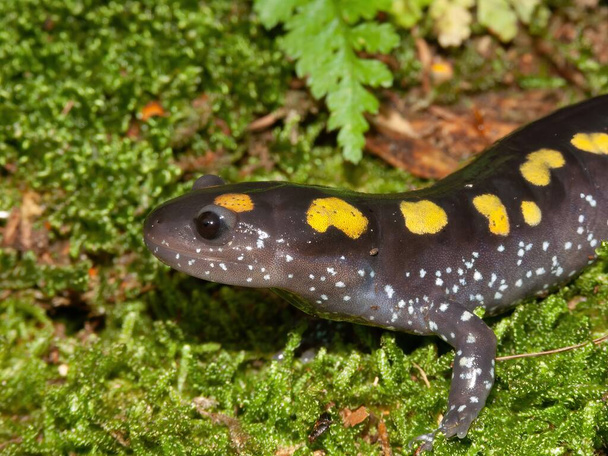 Natural closeup on the head of a male spotted salamander, Ambystoma maculatum with on green moss - Fotografie, Obrázek