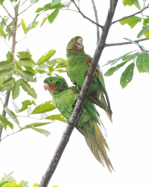 A couple of White-eyed Parakeet also know Maritaca perched on a branch. Species Psittacara leucophthalmus. Colored feathers. animal world. bird lover. birding. Birdwatcher. - Photo, Image