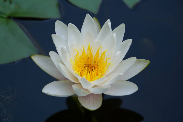 Loto Blanco en un estanque. Nelumbo - género de plantas acuáticas con flores grandes y vistosas - Foto, Imagen
