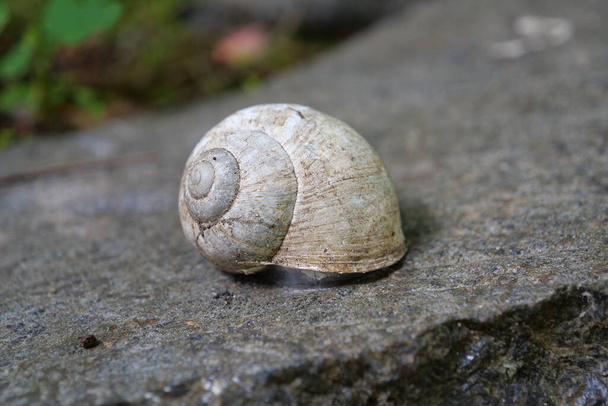 Little shell on a stone - Foto, immagini