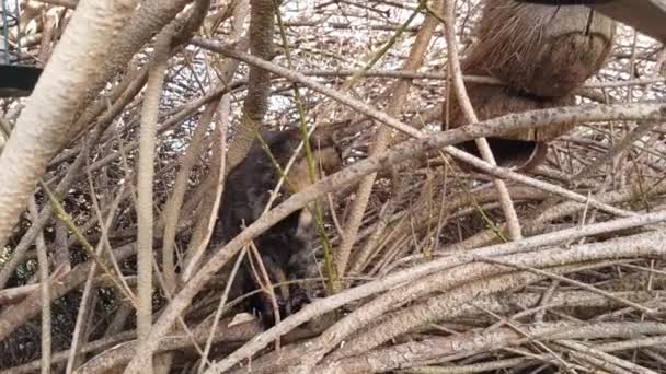 Video of a small tricolor cat climbing around in a bush - Materiał filmowy, wideo