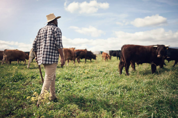 Where my cows go, I go too. a man working on a cow farm - Фото, изображение