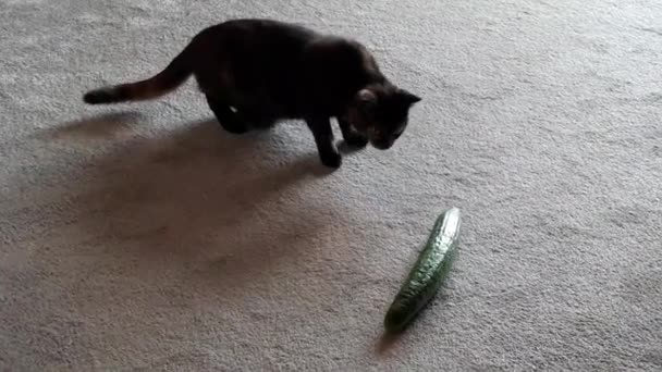Funny Video of a small cat very carefully nearing a cucumber - Záběry, video