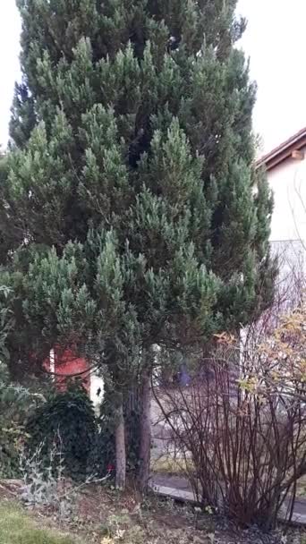 Funny video of a young tricolor cat falling from a tree - Video, Çekim