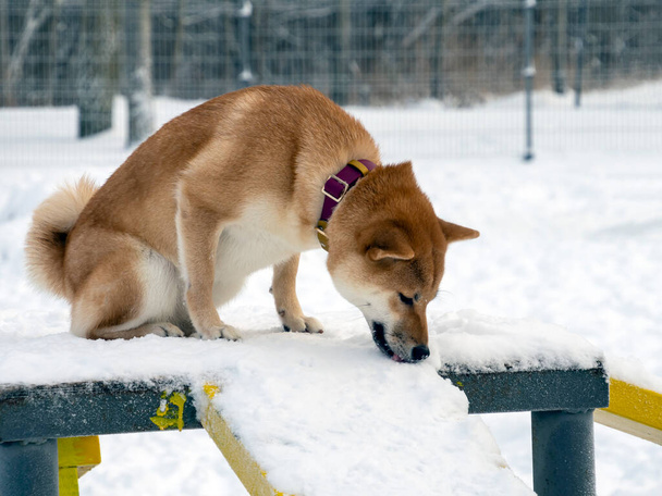 Japanese red coat dog is in winter park. Shiba inu male dog standing in the winter forest on the snow.  - Photo, Image
