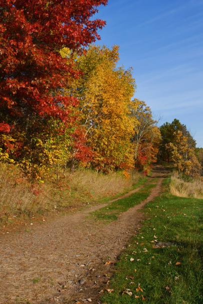 kolory las jesienią w hdr - Zdjęcie, obraz