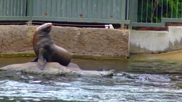 Sea cat Arctocephalinae in the pool at the zoo Ireland - Materiał filmowy, wideo