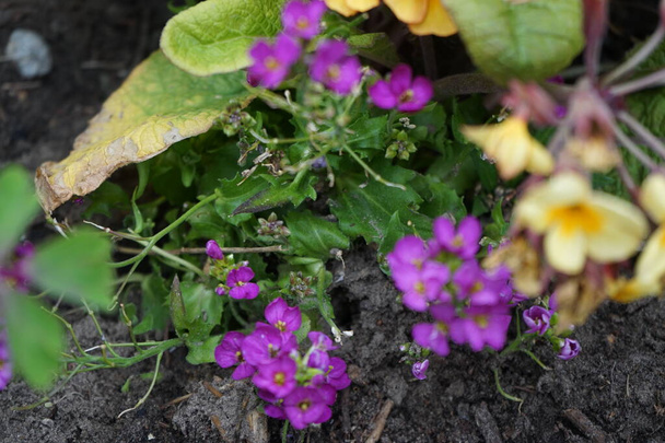 Purple flowers of Arabis blepharophylla in the garden in May. Arabis blepharophylla is a species of rock cress known by the common names coast rock cress and rose rock cress. Berlin, Germany  - Φωτογραφία, εικόνα