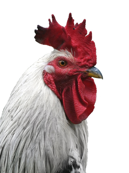 White cock - Photo, Image