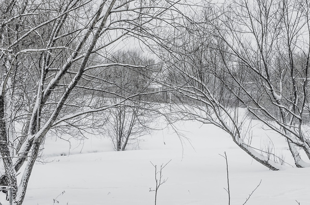 Snowy landscape - Foto, Imagen