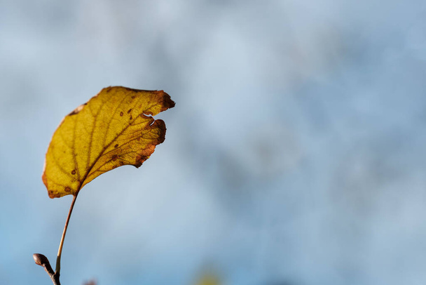 Isolated yellow autumn leave with out of focus background. Wallpaper. - Foto, Imagem