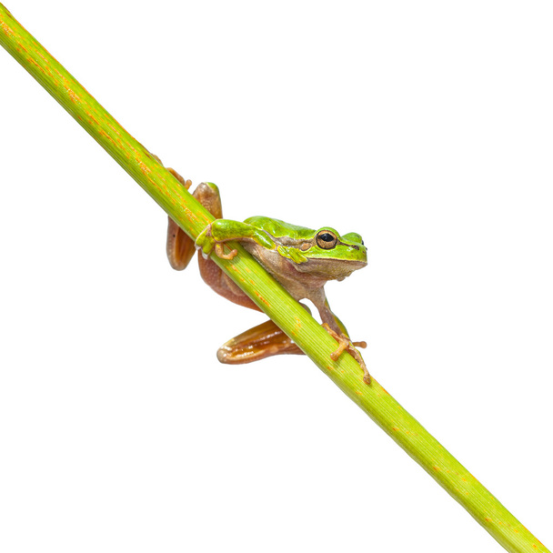長い斜めの棒の緑ヨーロッパ アマガエル - 写真・画像