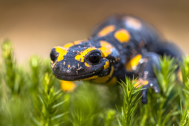 Primer plano de la salamandra de fuego en su hábitat natural
 - Foto, imagen