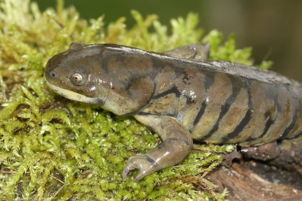 Detailed closeup on an adult blotched tioger salamander, Ambystoma tigrinum on green moss - Fotografie, Obrázek