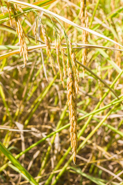 fermer le riz dans le champ
 - Photo, image